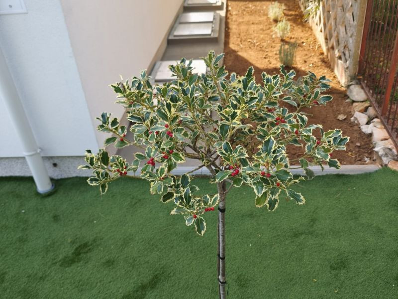 Chorvátsko, ostrov VIR- na predaj novostavba apartmánu v blízkosti mora