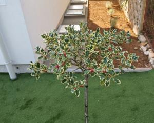 Chorvátsko, ostrov VIR- na predaj novostavba apartmánu v blízkosti mora