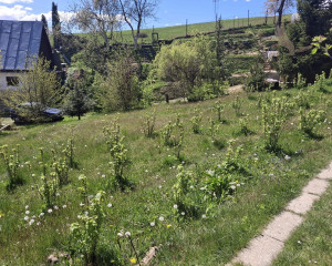 Váš vlastný kúsok pokoja nad Breznom: Pozemok v lokalite Kuľbová (355 m²)