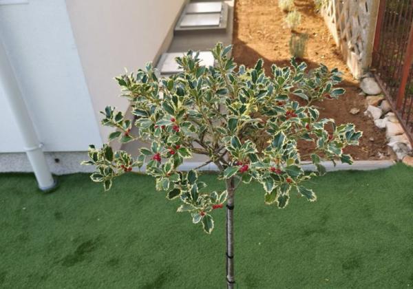 Chorvátsko, ostrov VIR- na predaj novostavba apartmánu v blízkosti mora